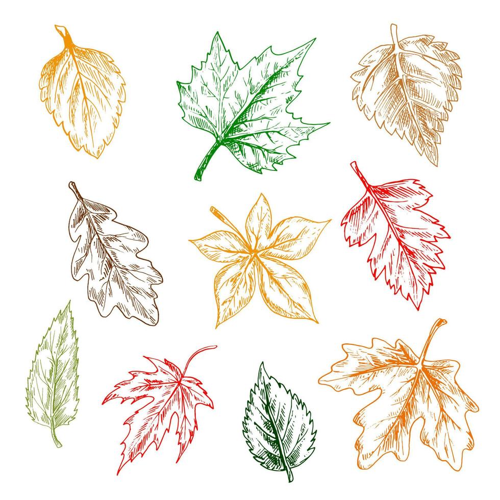 conjunto de desenho a lápis de folhas de árvores e plantas vetor