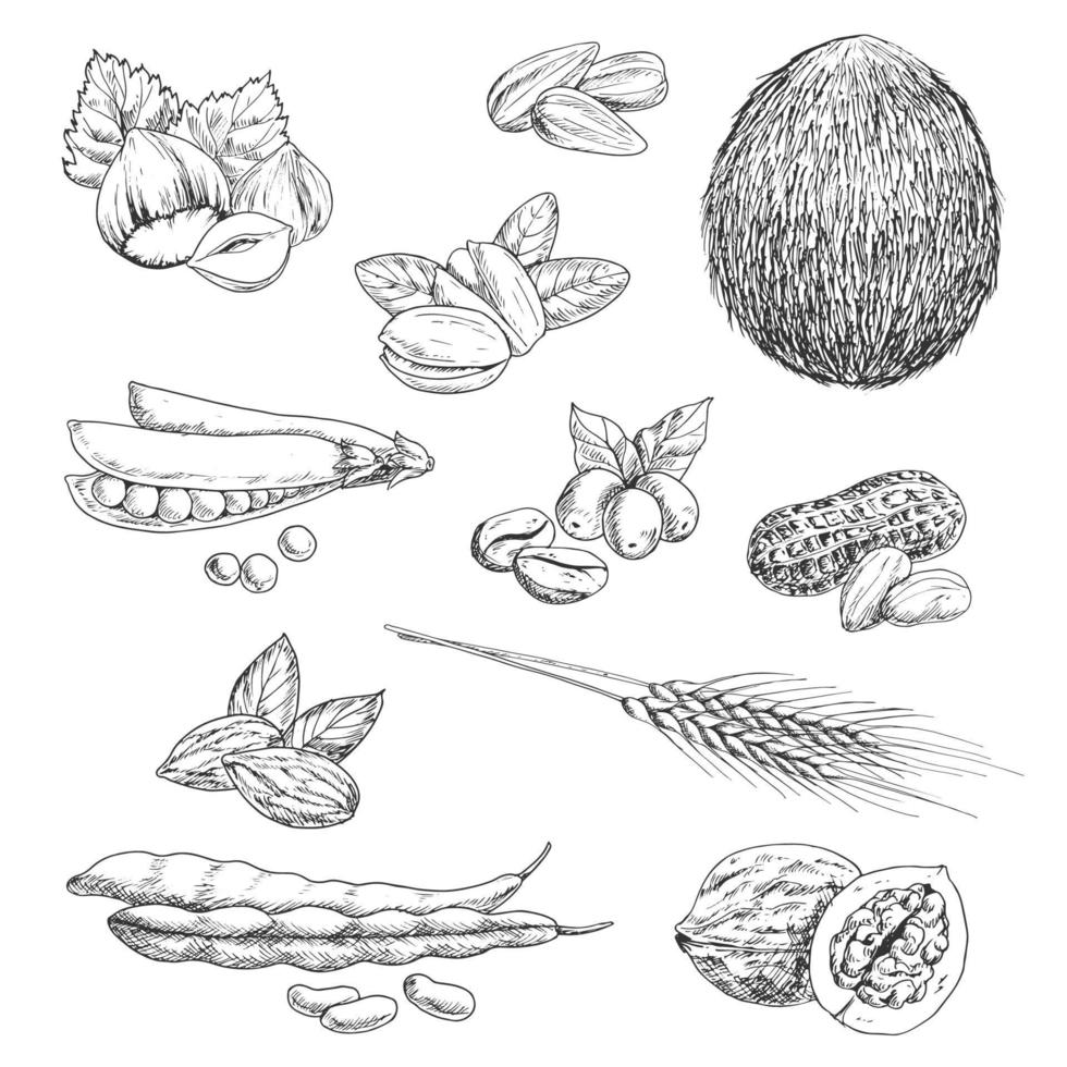 nozes, feijão, sementes e esboços de trigo vetor