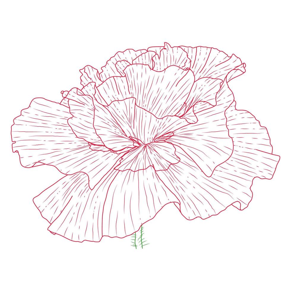 flores de papoula da Califórnia desenhadas e esboçadas com arte de linha em fundos brancos. vetor