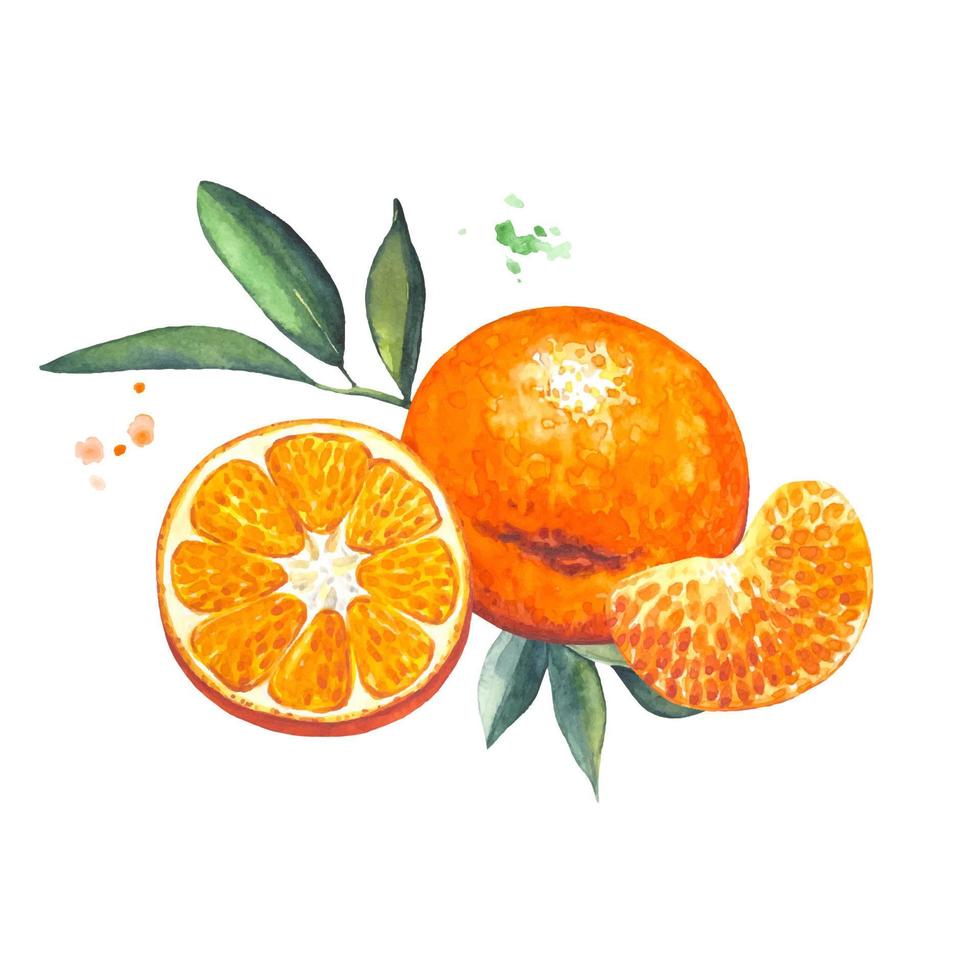 tangerinas maduras e fatias de tangerina, aquarela vetor