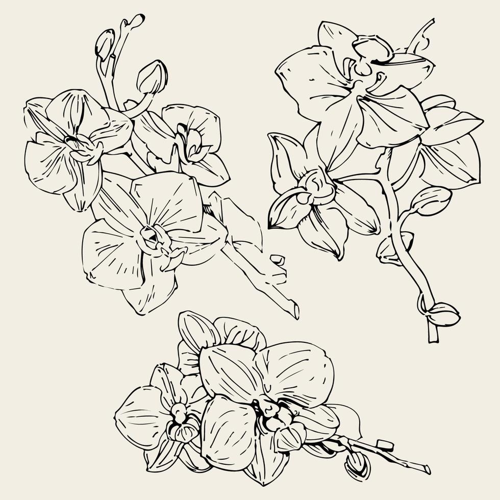 flor de vetor de orquídea. ilustração de tinta isolada.