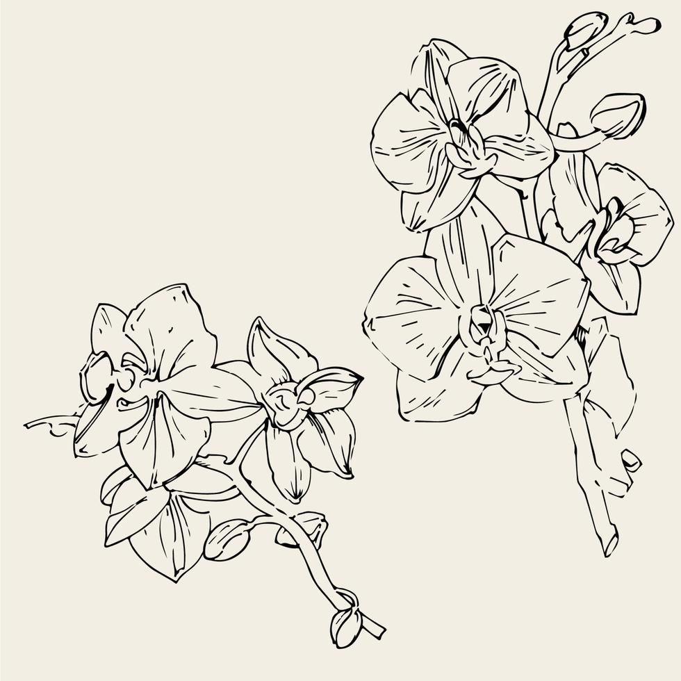 flor de vetor de orquídea. ilustração de tinta isolada.