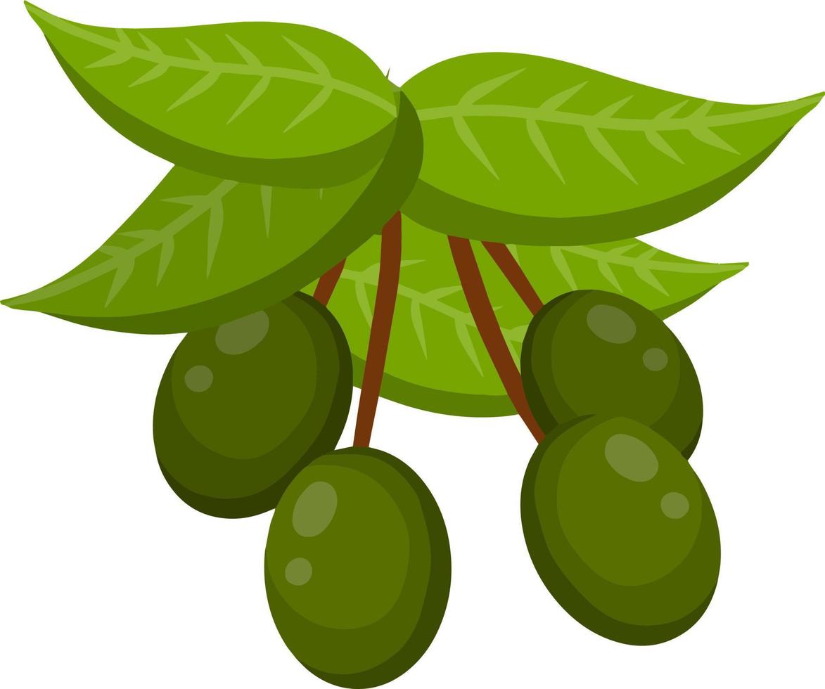 Oliva. vegetal verde no galho com folhas. elemento de óleo e uma dieta saudável. ilustração plana de desenho animado isolada em branco vetor
