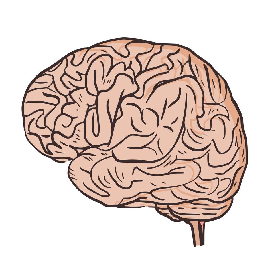 elemento do vetor do ícone da ilustração humana da anatomia do órgão do cérebro