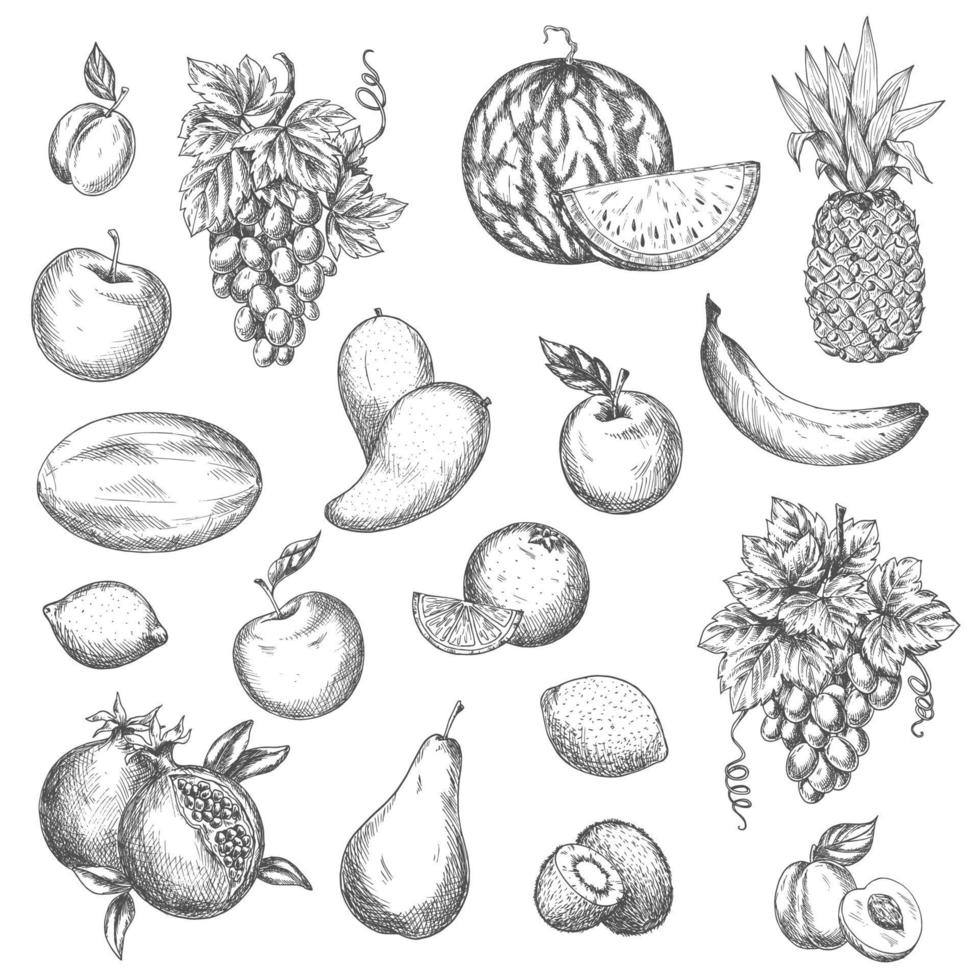 ícones isolados de esboço de vetor de frutas