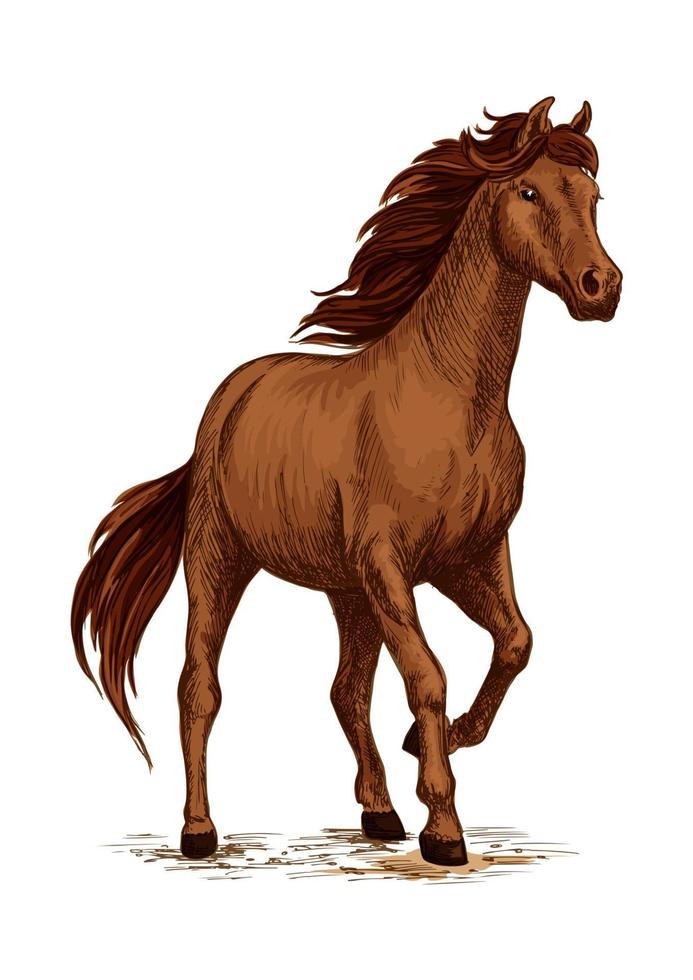 desenho de cavalo correndo com garanhão árabe marrom 11776371 Vetor no  Vecteezy
