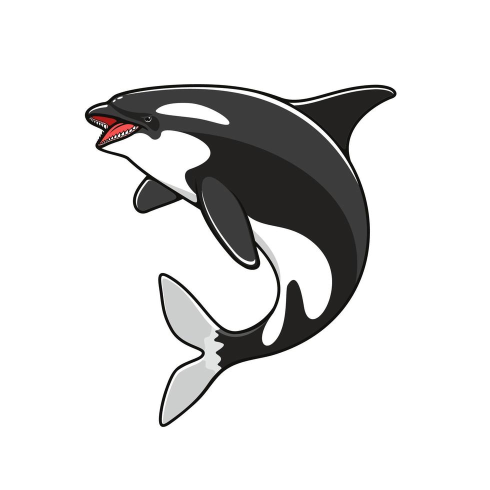 Grampus ou orca, baleia assassina saltadora vetor