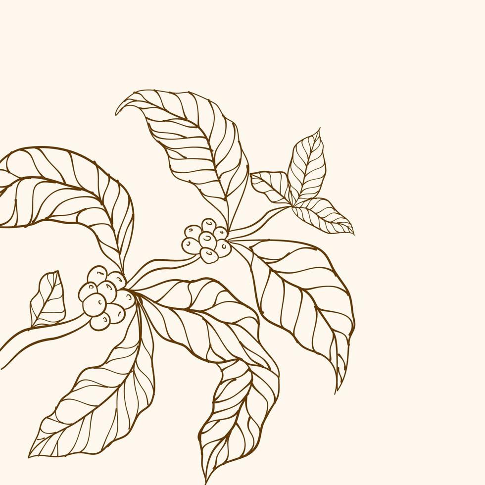 grãos de café e folhas. ramo de uma planta. ramo de café desenhado à mão. vetor de árvore de café. ramo de planta de café com folha. ramo com folhas. planta de café. ilustração em vetor de ramo de café.