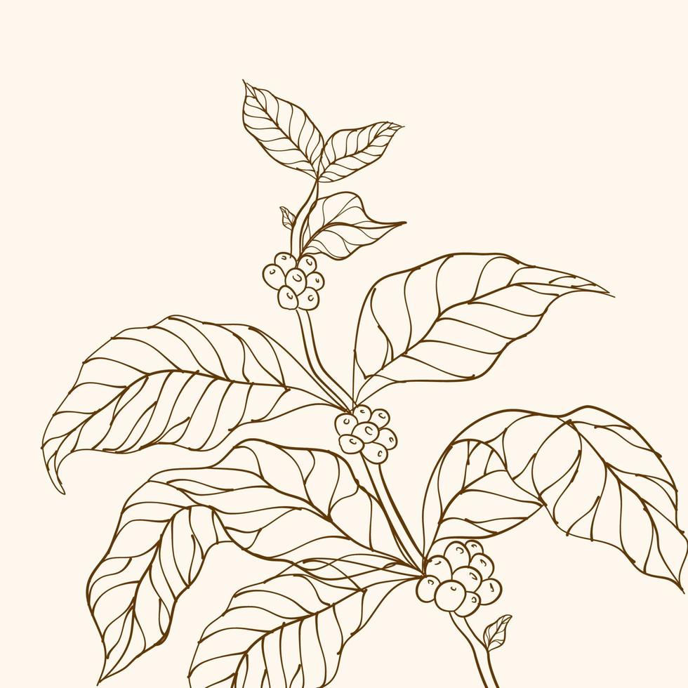 planta de café. ramo de café desenhado à mão. vetor de árvore de café. ramo com folhas. ilustração em vetor de ramo de café. ramo de uma planta. ramo de planta de café com folha. grãos de café e folhas.