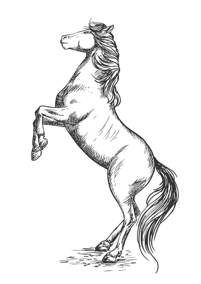 cavalo branco criando no retrato de esboço do casco traseiro vetor