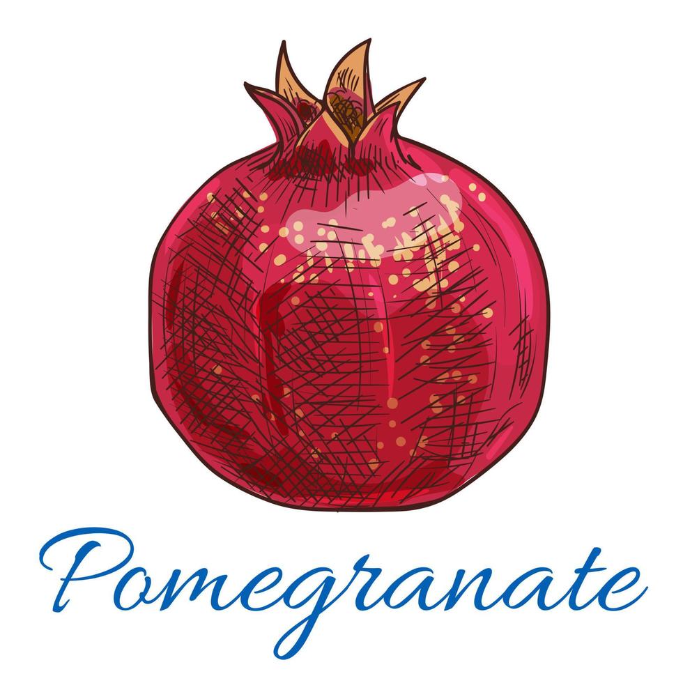 ícone de vetor de frutas de romã