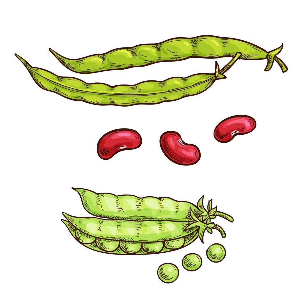 ícones de esboço de vagem e feijão de ervilha verde vetor
