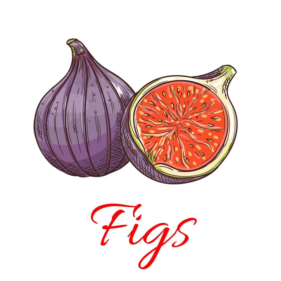 figos frutas ícone botânico isolado vetor