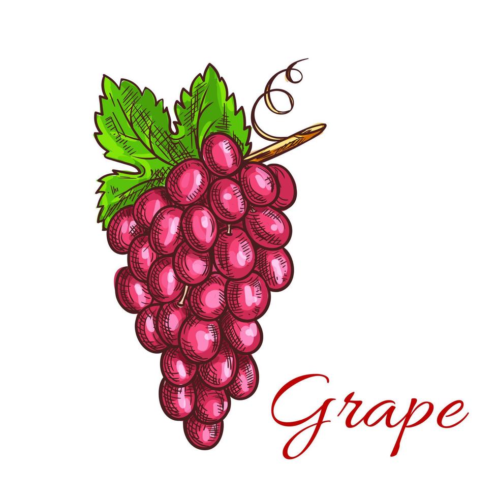 bando de esboço de uva rosa para design de bebidas vetor