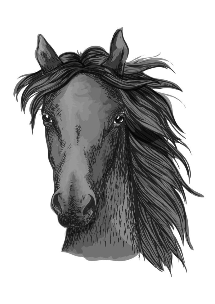 esboço de cabeça de cavalo árabe preto vetor
