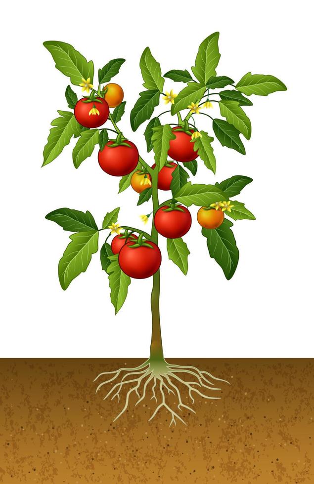 planta de tomate com raiz debaixo da terra vetor