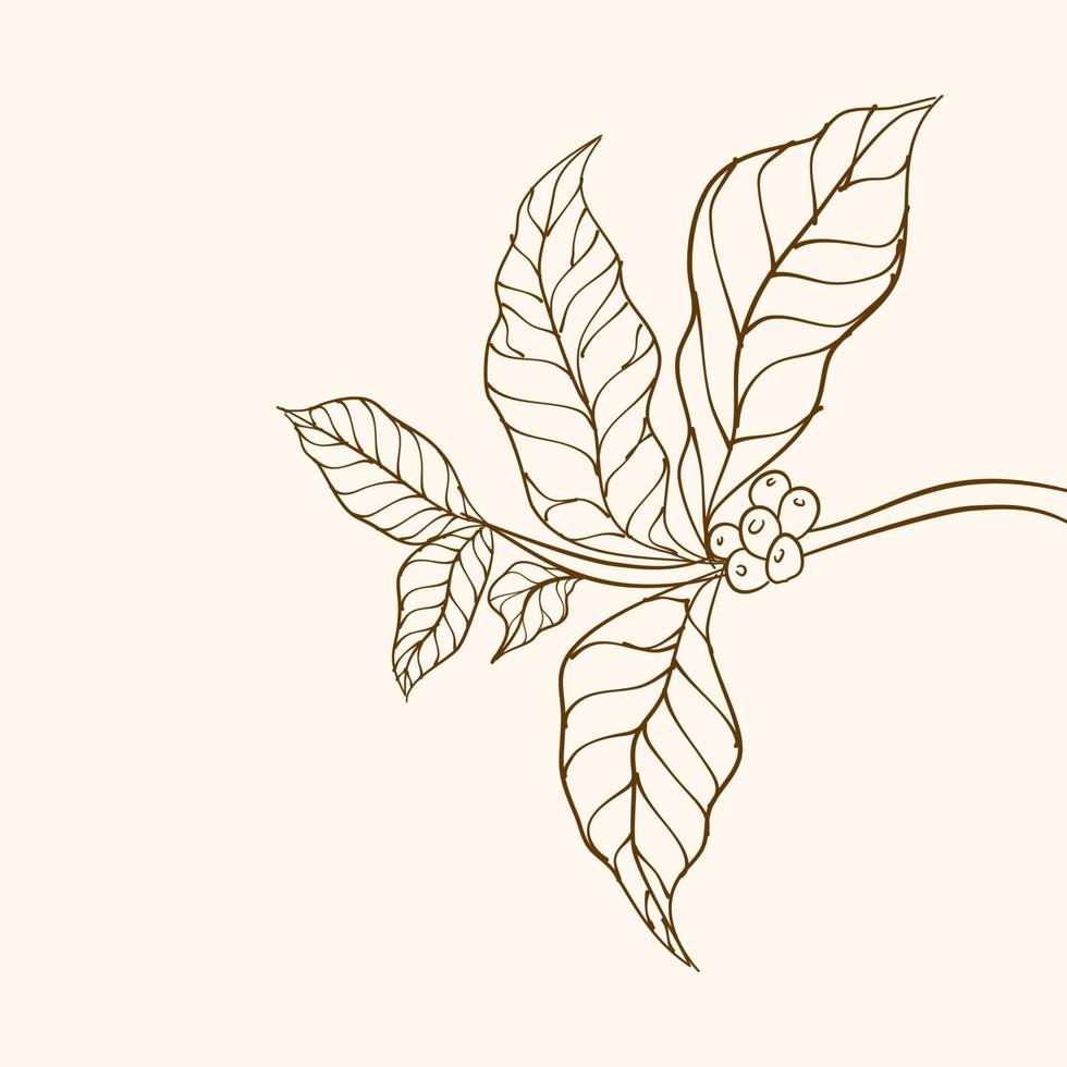 ramo de planta de café com folha. ramo de café desenhado à mão. grãos de café e folhas. ilustração de árvore. planta de café. vetor de árvore de café. ilustração em vetor de ramo de café. ramo com folhas.