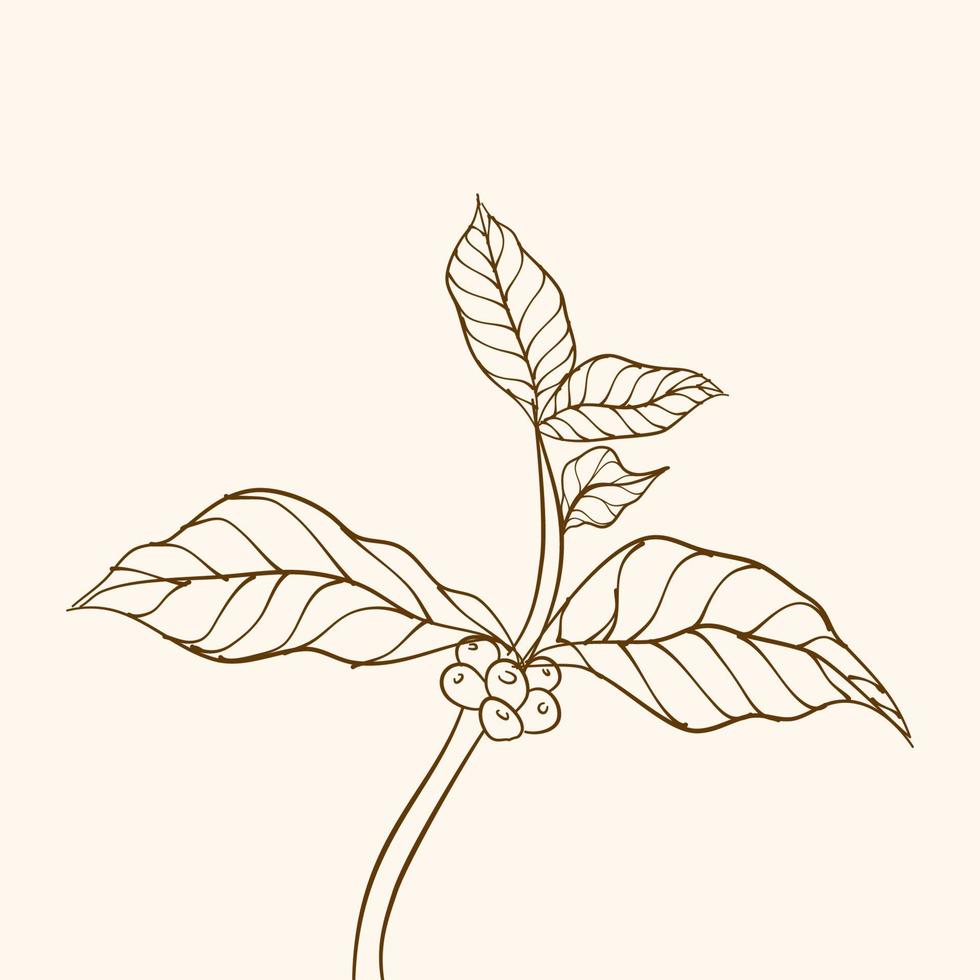 ramo de planta de café com folha. ramo de café desenhado à mão. grãos de café e folhas. ilustração de árvore. planta de café. vetor de árvore de café. ilustração em vetor de ramo de café. ramo com folhas.