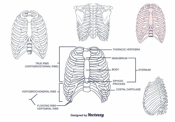 Vetor Rib Cage