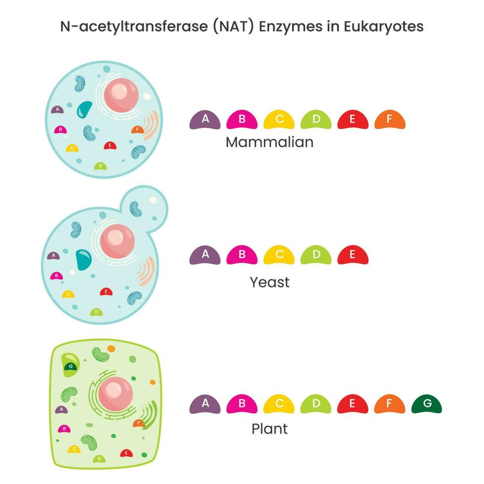Atividade da enzima n-acetiltransferase nat em diferentes espécies vetor