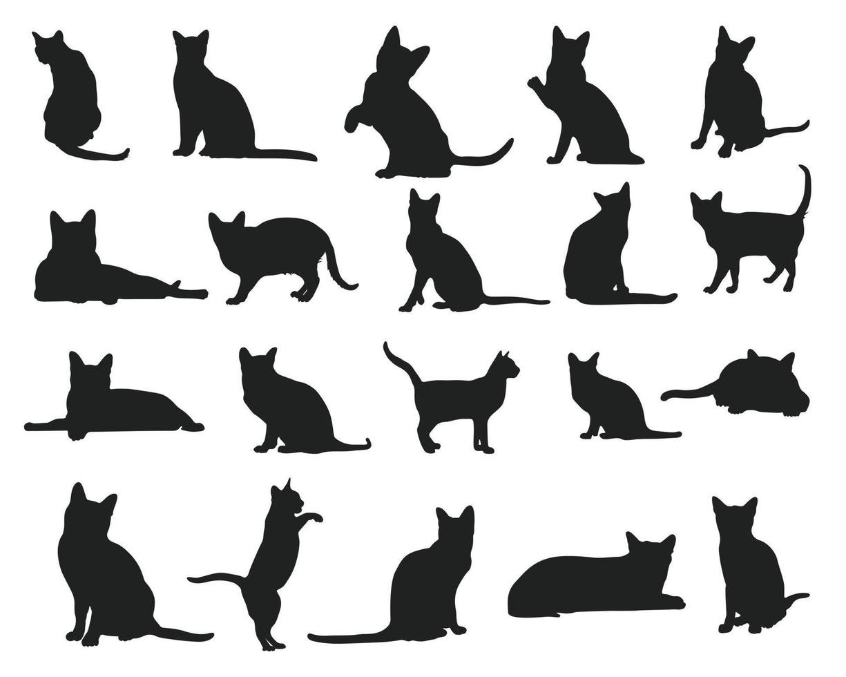 silhuetas de animais de gato korat, coleção de silhueta de gatos. vetor