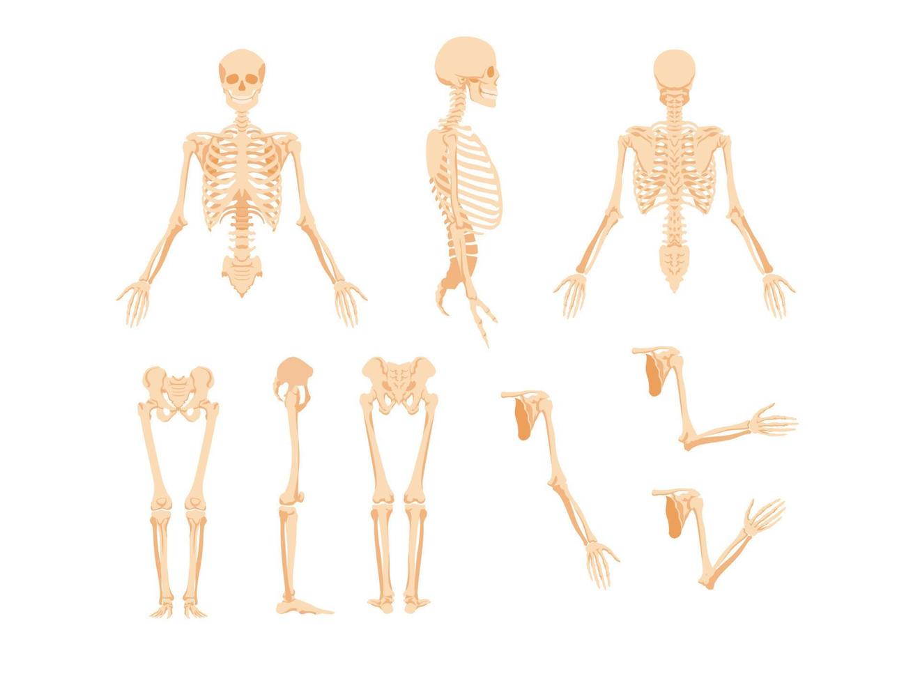 partes do esqueleto humano. parte superior com caixa torácica do crânio e braços virados de perfil das pernas dianteiras e laterais com articulação do quadril e braços vetoriais. vetor