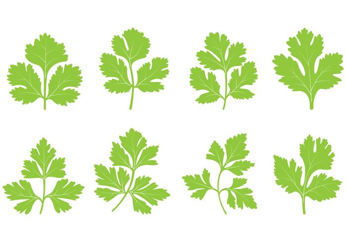 Conjunto De Cilantro Leaf Vector