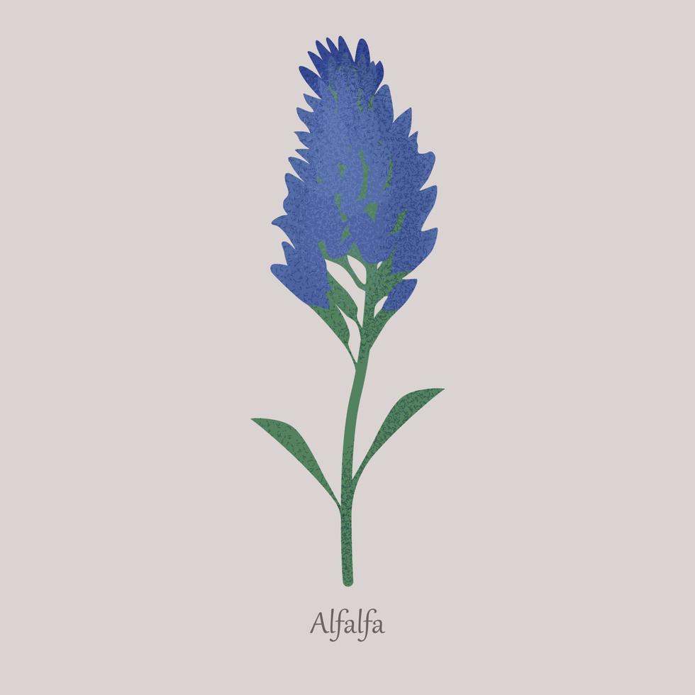 alfafa, planta herbácea medicago sativa com floração azul. vetor