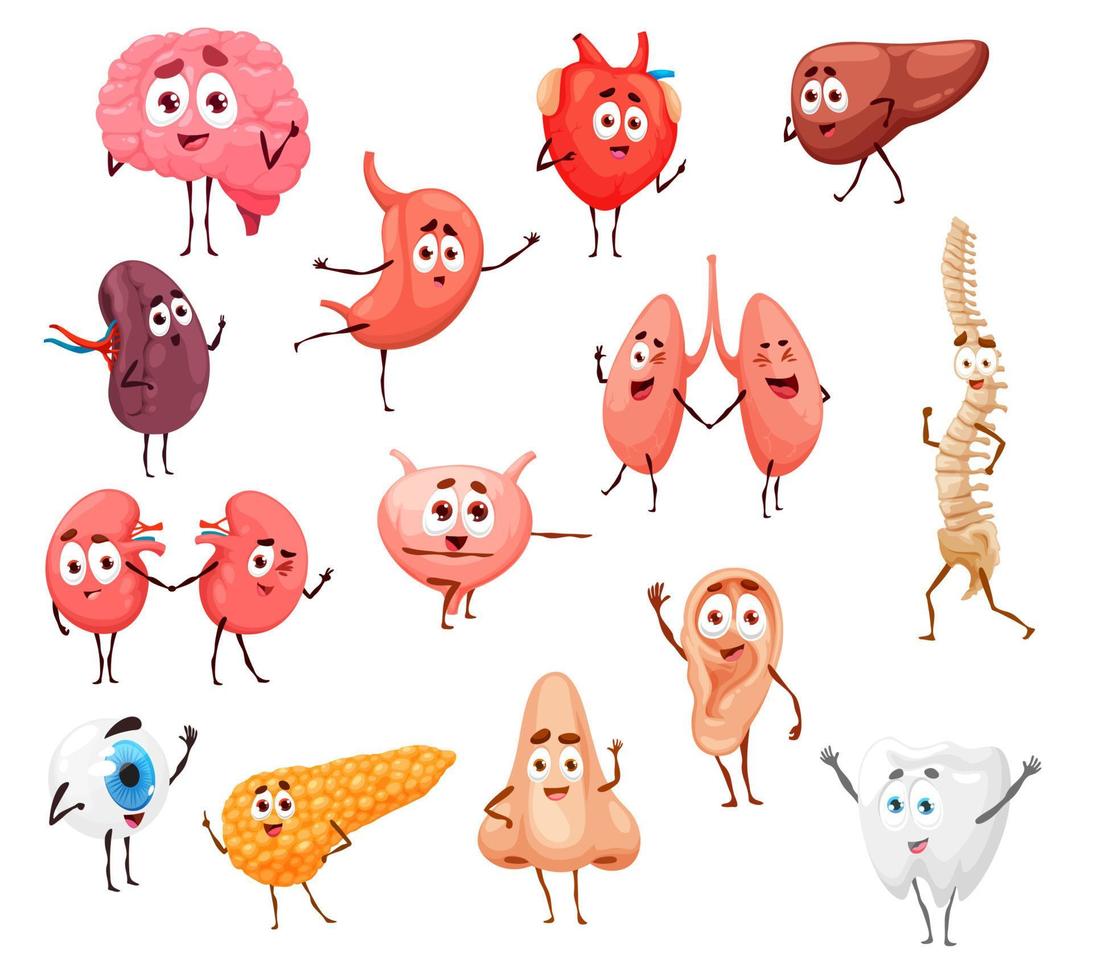 personagens de órgãos internos do corpo humano dos desenhos animados vetor