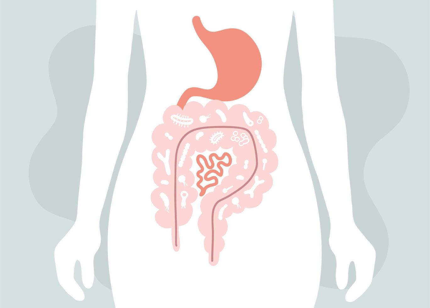 ilustração de microbioma humano com imagens vetoriais de intestinos e bactérias. gastroenterologista. bifidobactérias, lactobacilos. bactérias lácticas. vetor