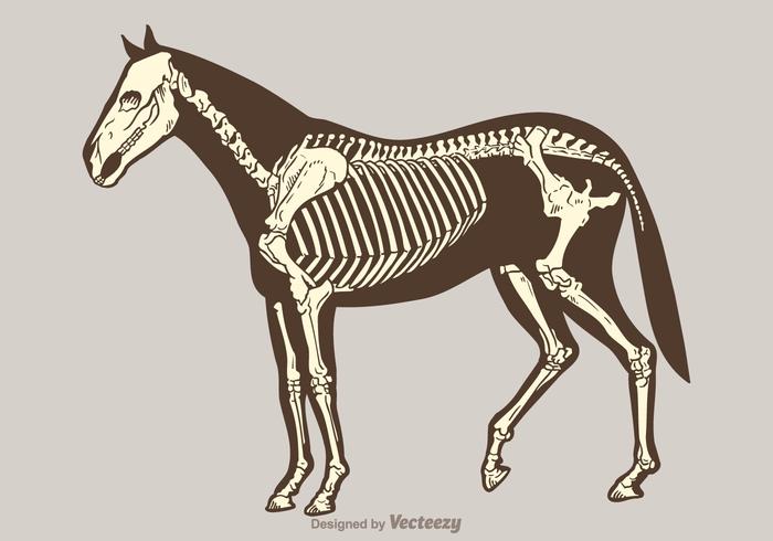 Esqueleto livre do cavalo do vetor