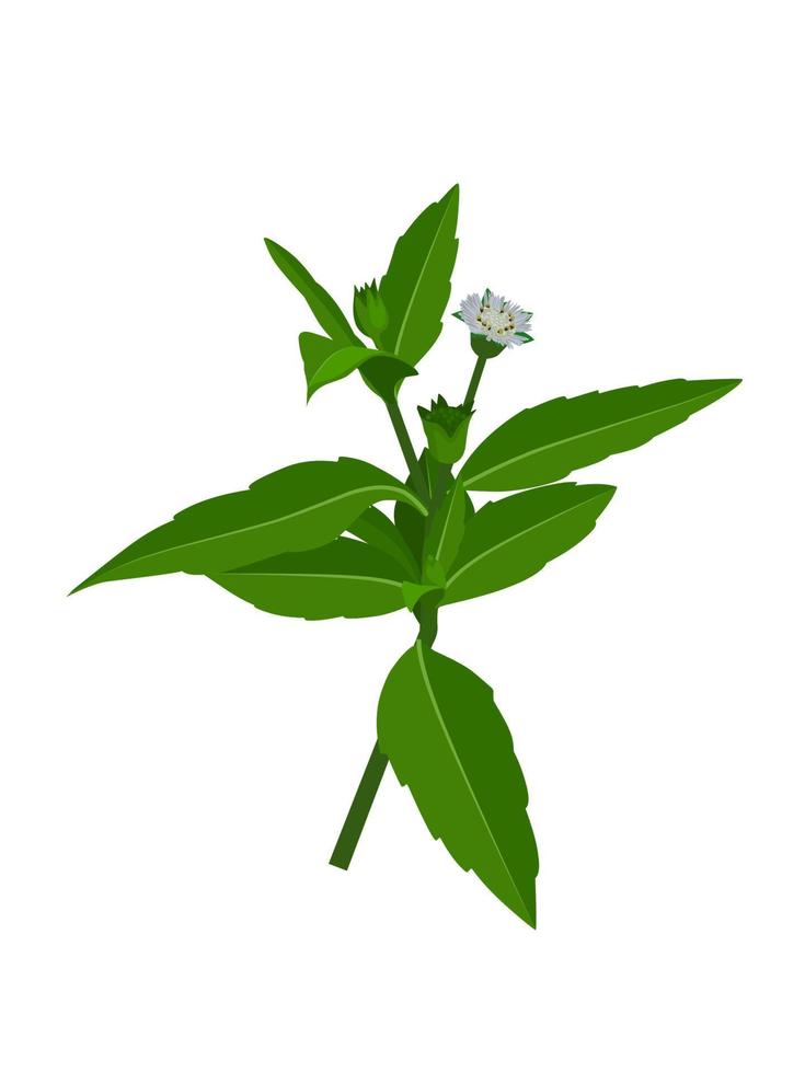 eclipta alba, eclipta prostrata ou bhringraj, também conhecido como falsa margarida, é uma planta medicinal à base de plantas eficaz na ilustração ayurvédica de medicina. vetor
