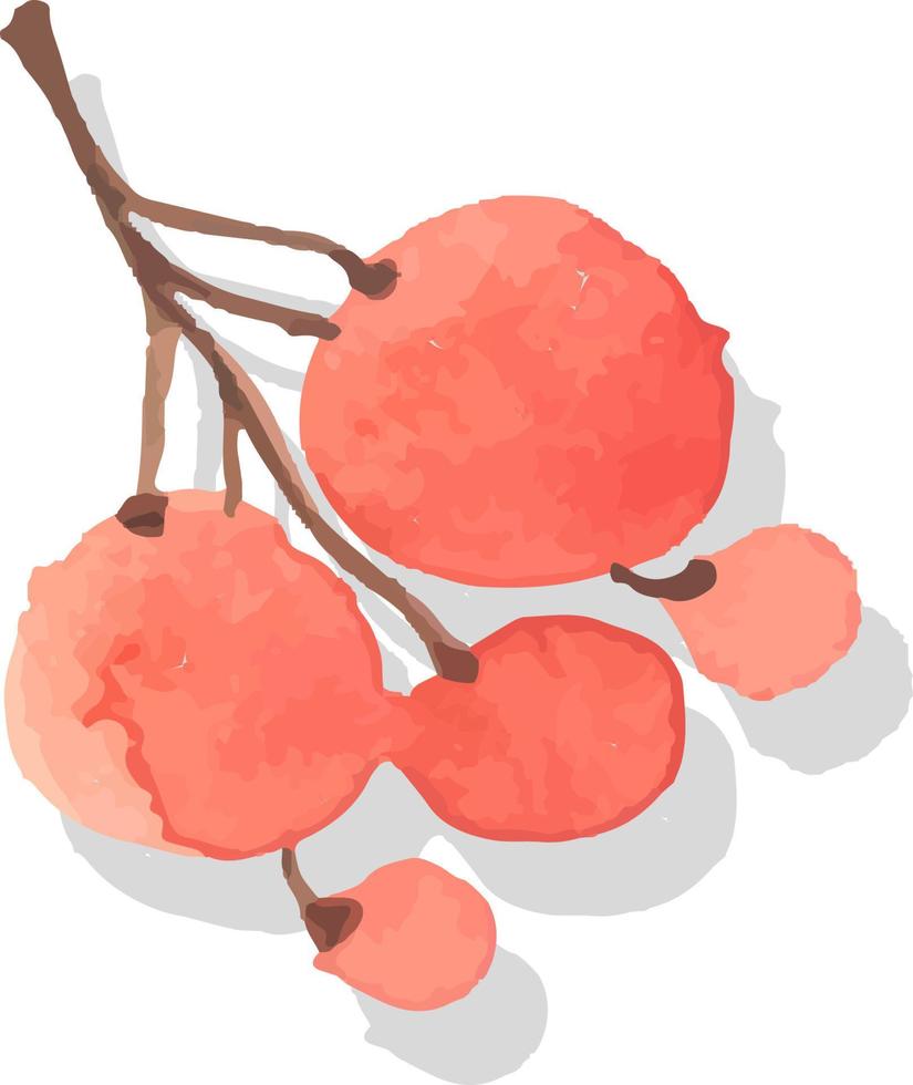 conjunto de cachos de aquarela de frutas ilustrações isoladas de vetores de outono sazonais