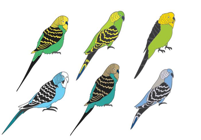 Vetor Budgie