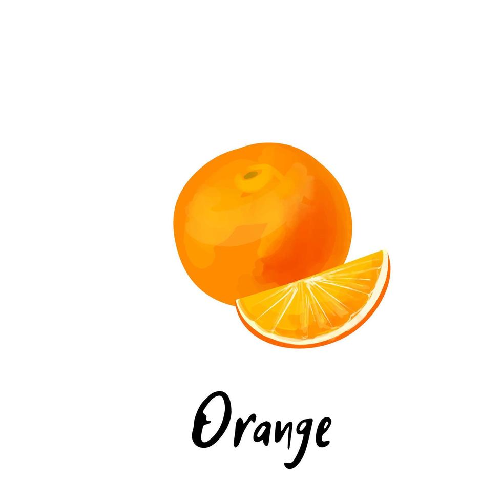 ilustração de uma laranja isolada em um fundo branco vetor