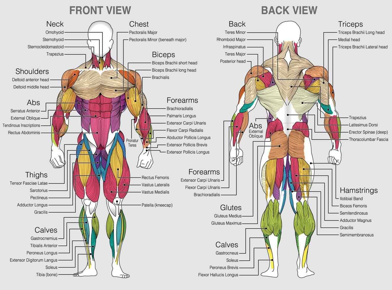 o gráfico mostra os músculos do corpo humano com seus nomes em um fundo cinza. imagem vetorial vetor