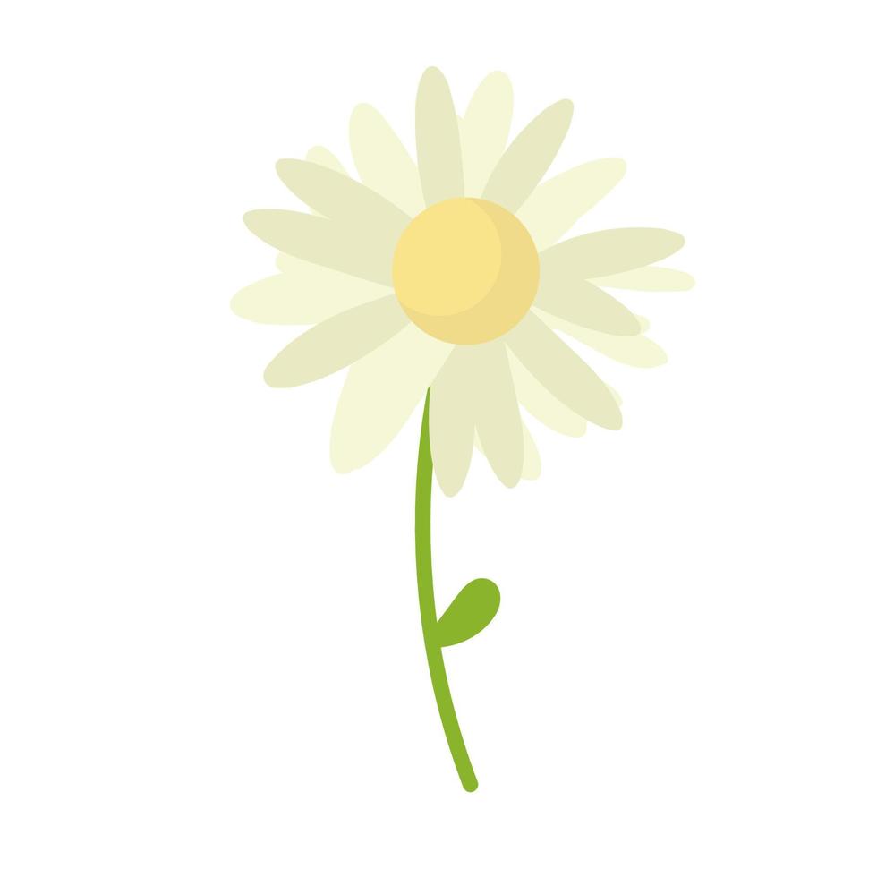 fundo de vetor de flor margarida. ilustração de flor de camomila