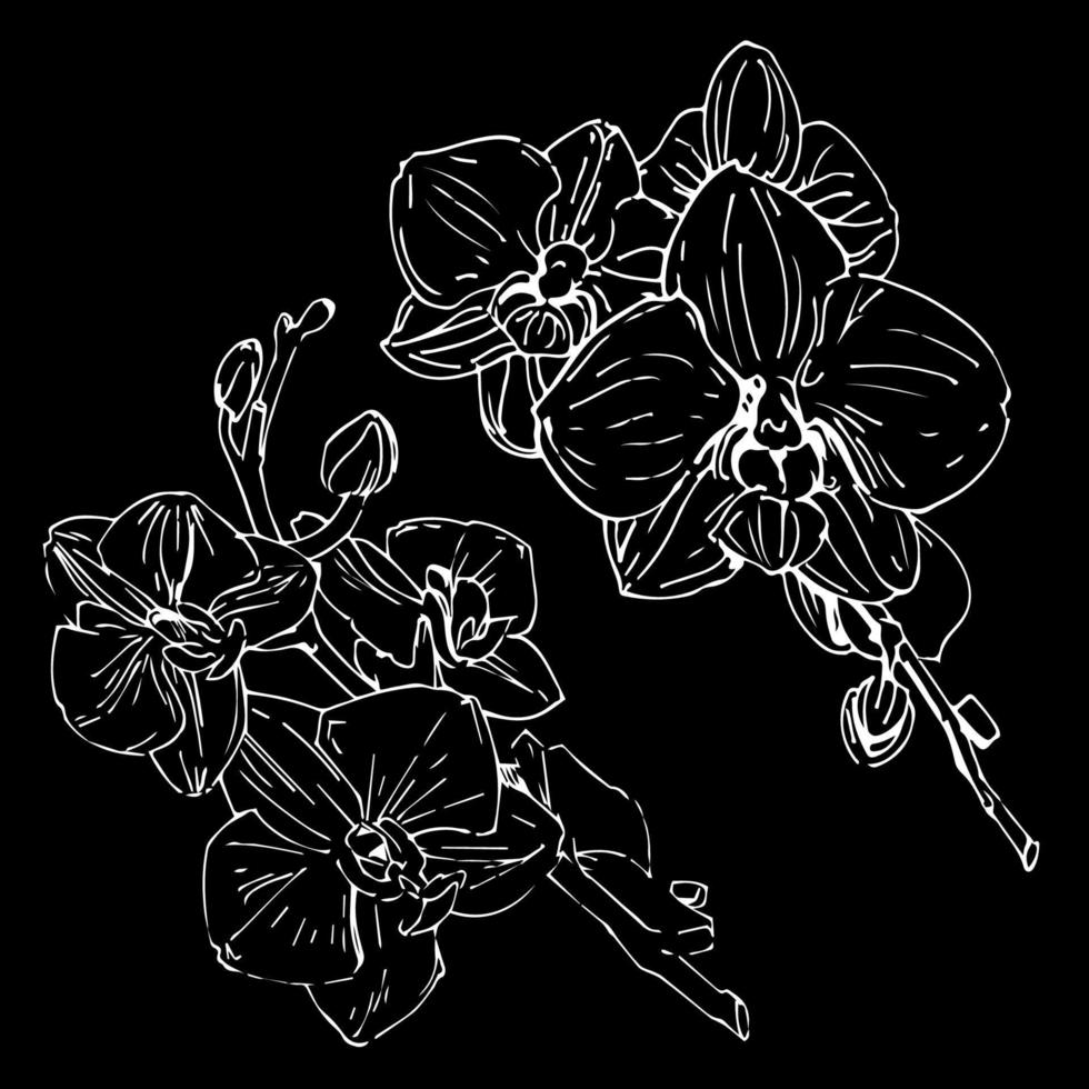 flor de vetor de orquídea. ilustração de tinta isolada.