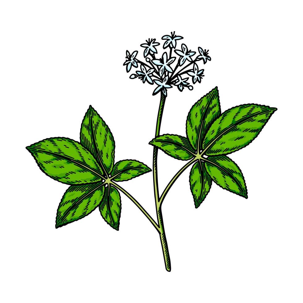 mão desenhada flor de ginseng selvagem com folhas isoladas no fundo branco. ilustração vetorial botânica em estilo de desenho colorido para embalagem, logotipo, design de artigos científicos vetor