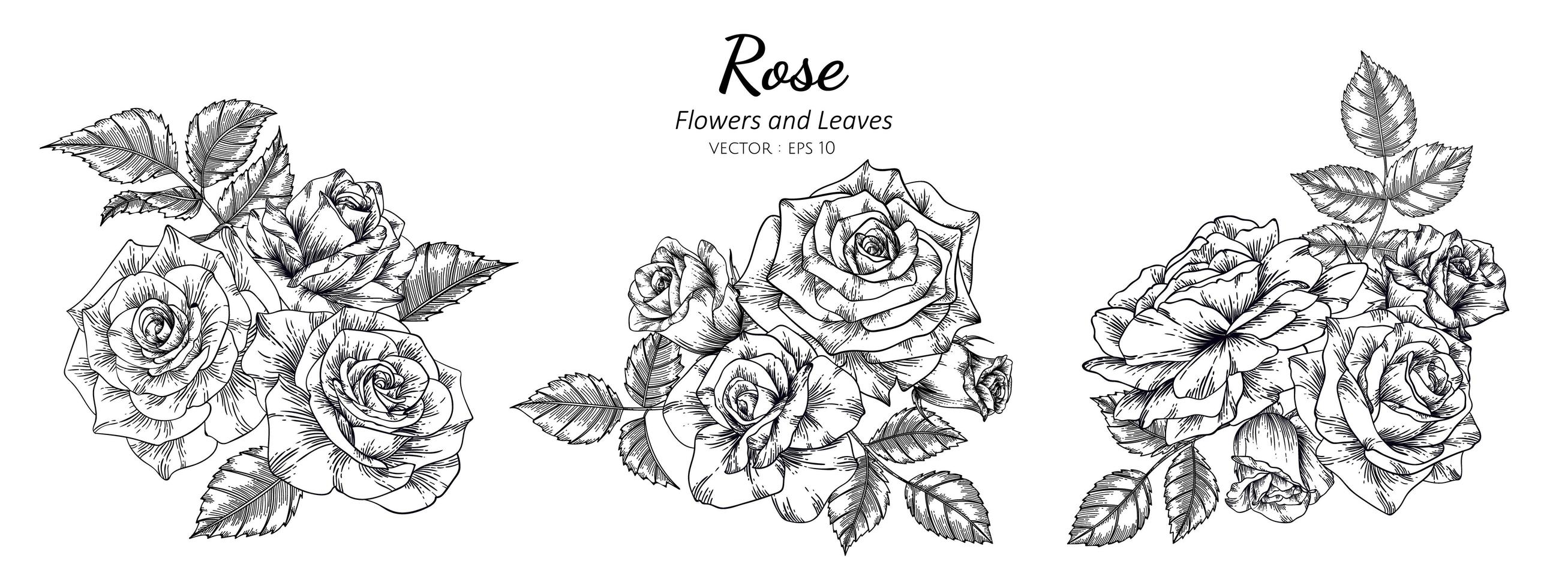 mão desenhada rosas botânicas vetor