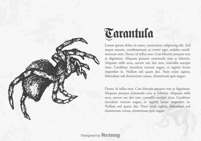 Ilustração livre do Tarantula do vetor