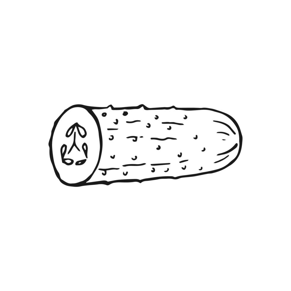 metade do contorno de pepino. mão desenhada ilustração vetorial. produto do mercado agrícola, vegetal isolado. vetor