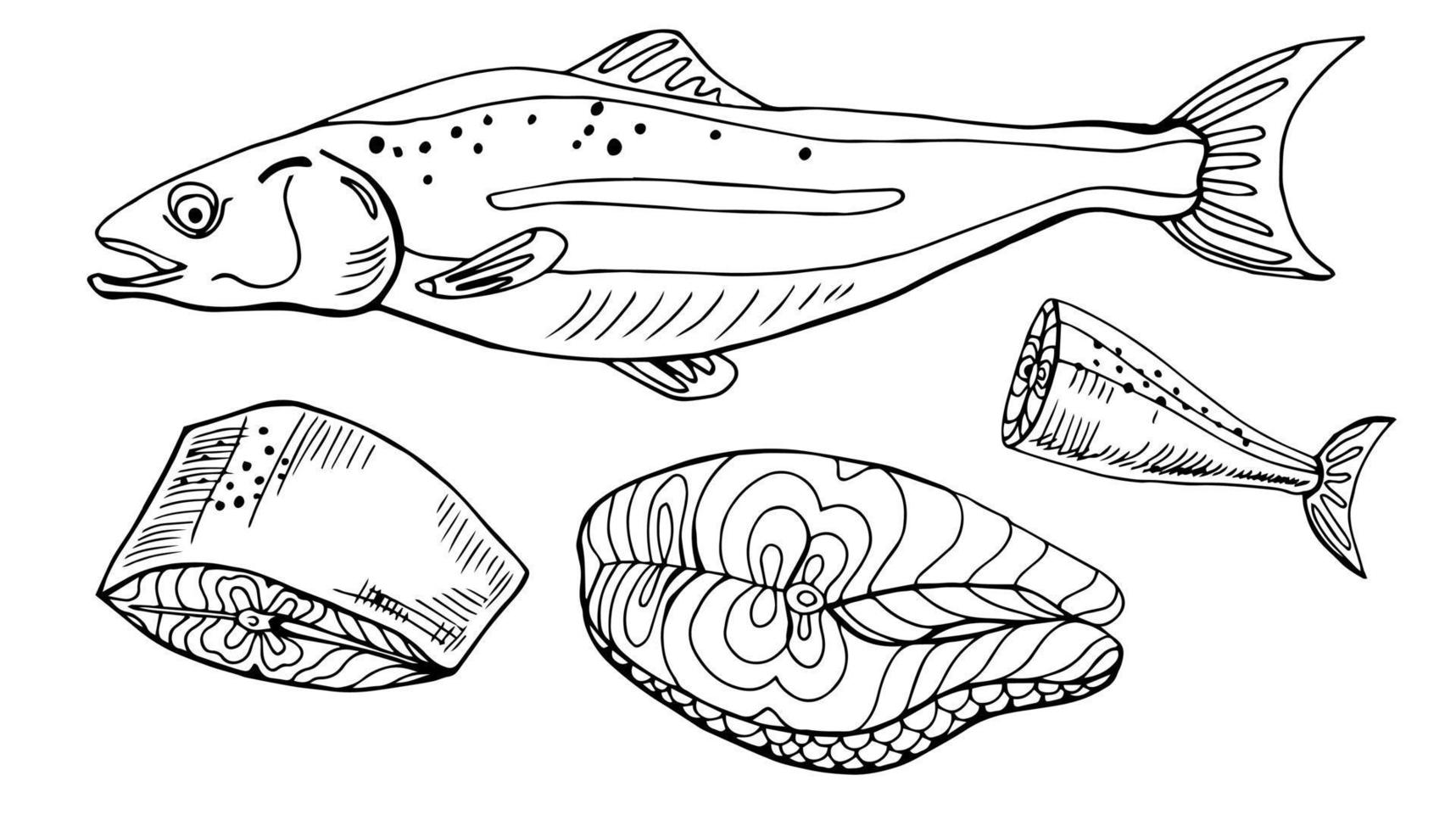 salmão peixe vermelho inteiro, caviar, bifes crus e ilustração vetorial de contorno isolado realista de filé. desenhada refeição de frutos do mar monocromática. vetor