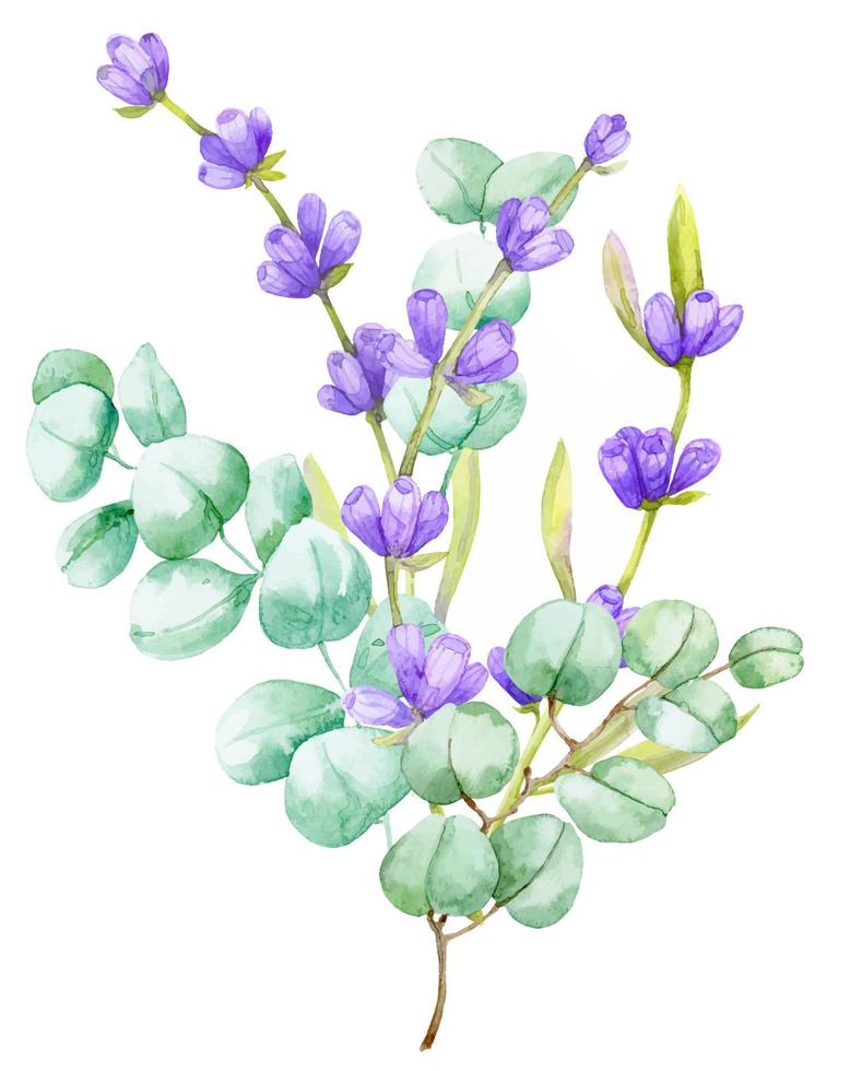 um buquê de folhas verdes de eucalipto e lavanda lilás. ilustração em aquarela ramo de eucalipto desenhado à mão com flores de lavanda vetor