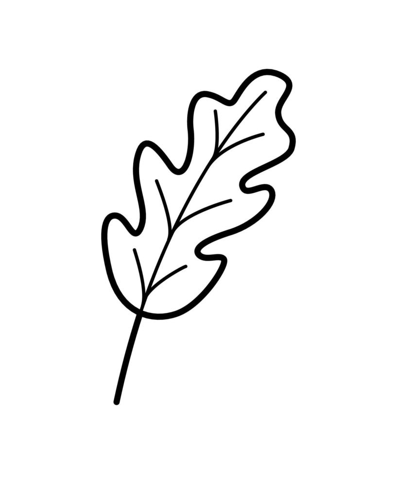 ilustração em vetor doodle folha de carvalho, isolar no branco.
