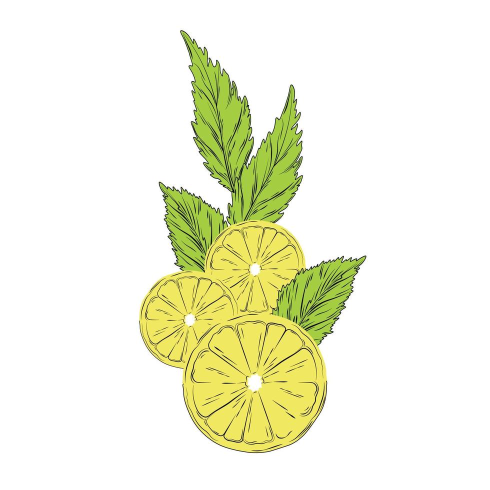ilustração em vetor estoque de um citroen. corda de frutas cítricas azedas amarelas cortadas em pedaços com folhas de hortelã. limão, lima, tangerina, laranja, frutas cítricas e verdes aquarela. isolado no fundo branco.