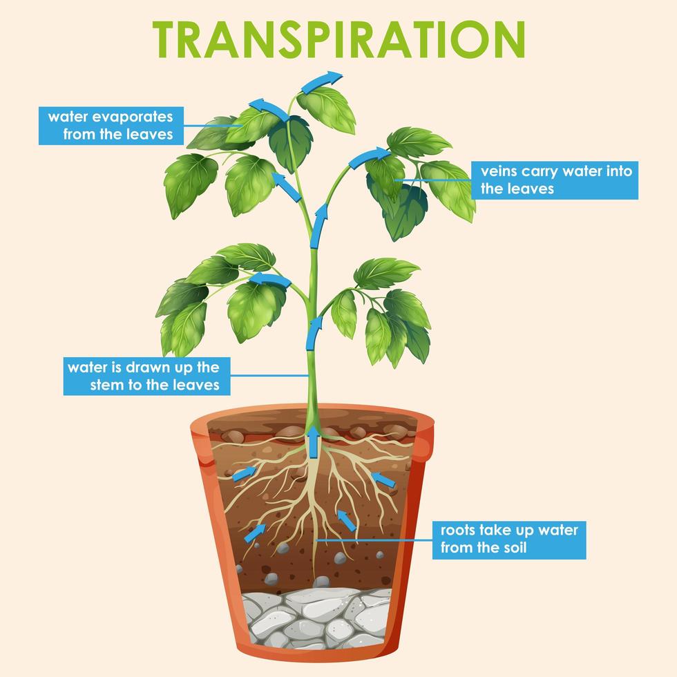 diagrama mostrando a transpiração da planta vetor