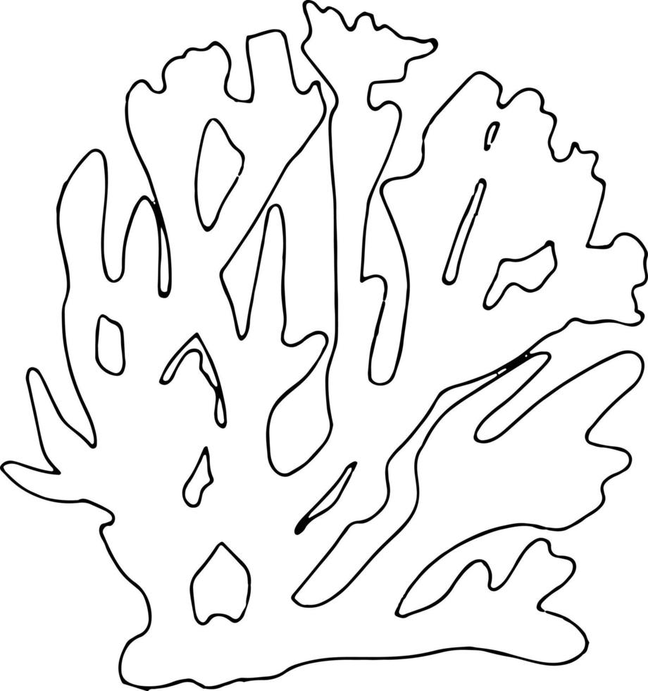 esboço de contorno de concha do mar isolado no branco. ilustração vetorial simples linear vetor