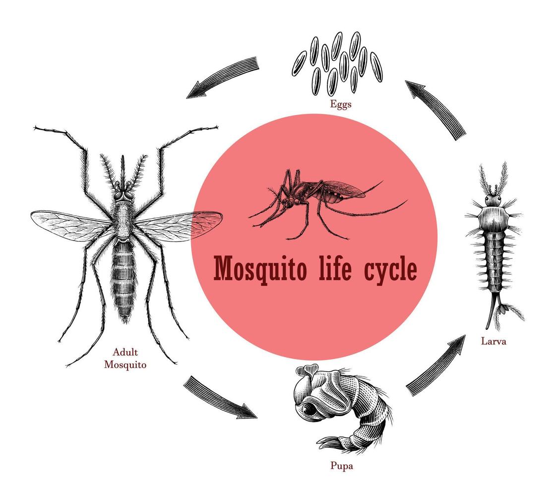 ciclo de vida do mosquito desenho à mão estilo de gravura clip-art vetor