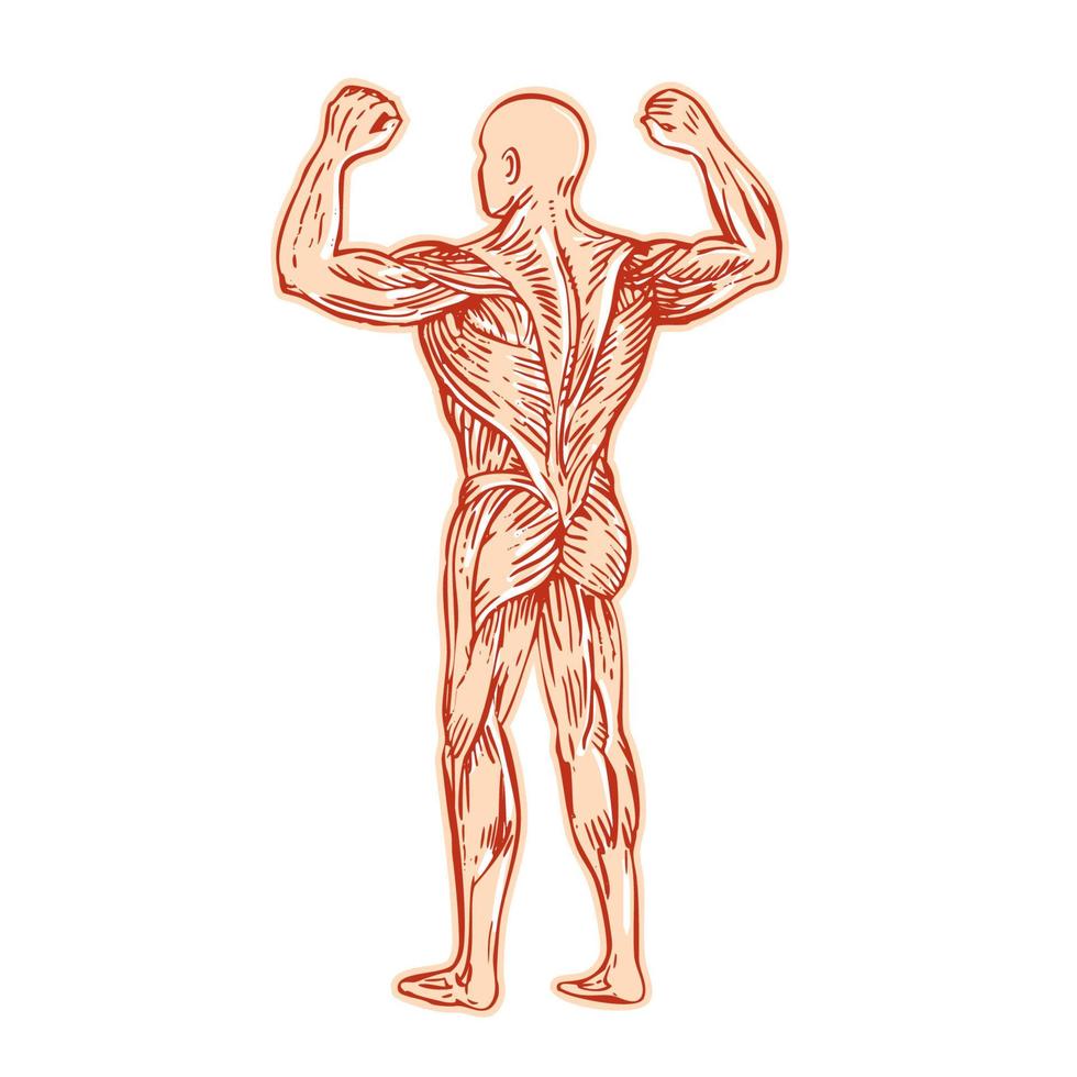 gravura de anatomia do sistema muscular humano vetor